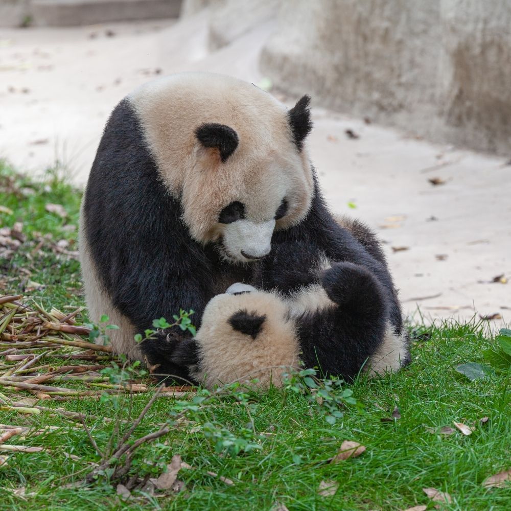 Chengdu Panda Highlight Day Tour:Chengdu Panda ... Chengdu Panda Highlight Day Tour:Chengdu Panda ...