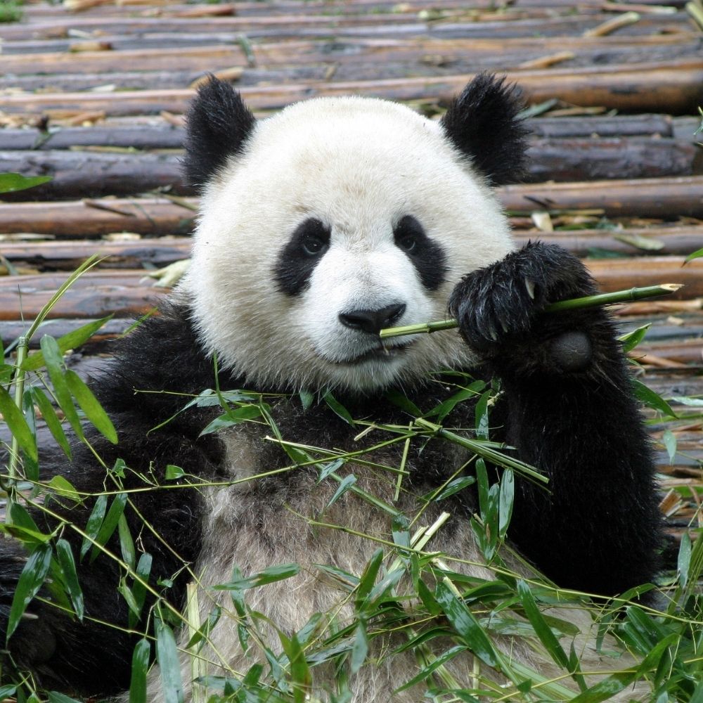 1-Day Tour Chengdu Research Base of Giant Panda