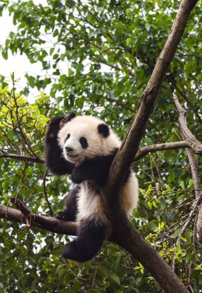 Chengdu Tour